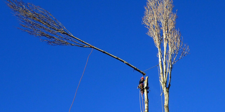 Tree Removal Wilson Tree Care