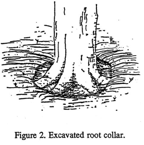 excavated root collar